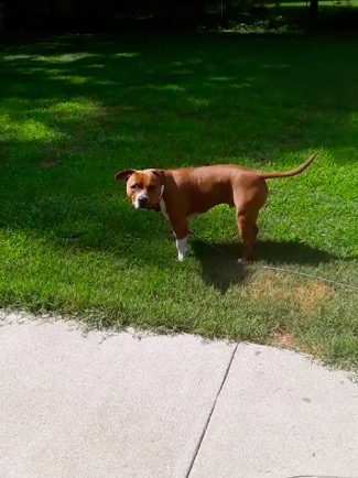 Jesse il cane di Stephanie Voss