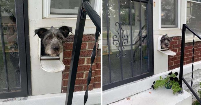 Il cagnolino nella cassetta