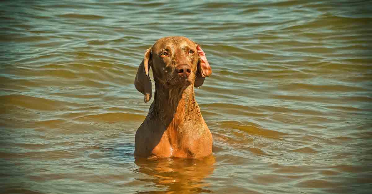 Cani in acqua