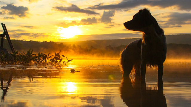 Cane passeggia in acqua