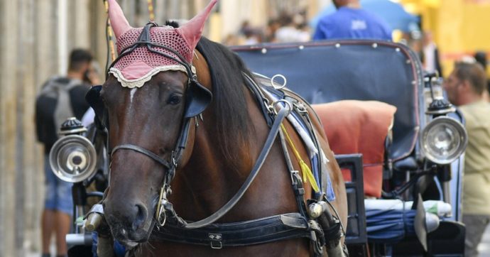 Reggia di Caserta, cavallo morto