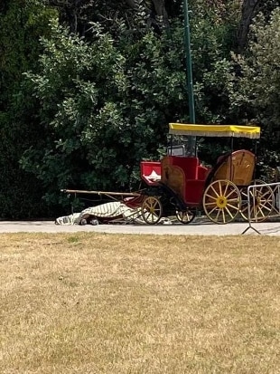 Reggia di Caserta, cavallo morto