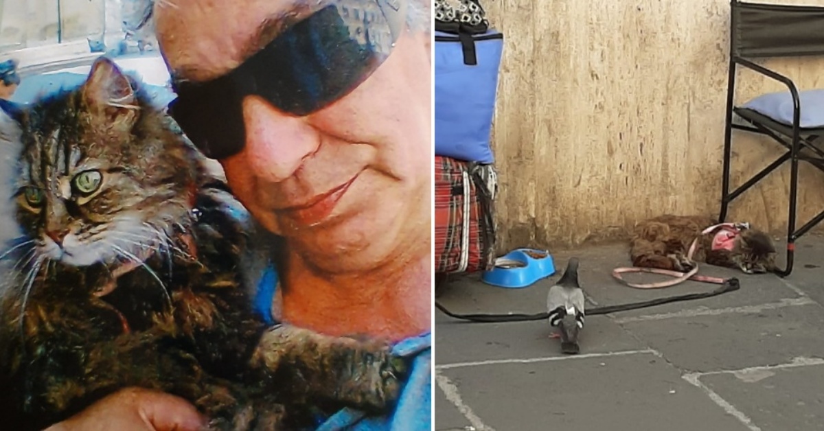 Roma, rubata la gatta di un senzatetto: l’appello disperato di Claudio