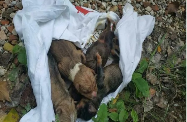 Cuccioli trovati a Peglio