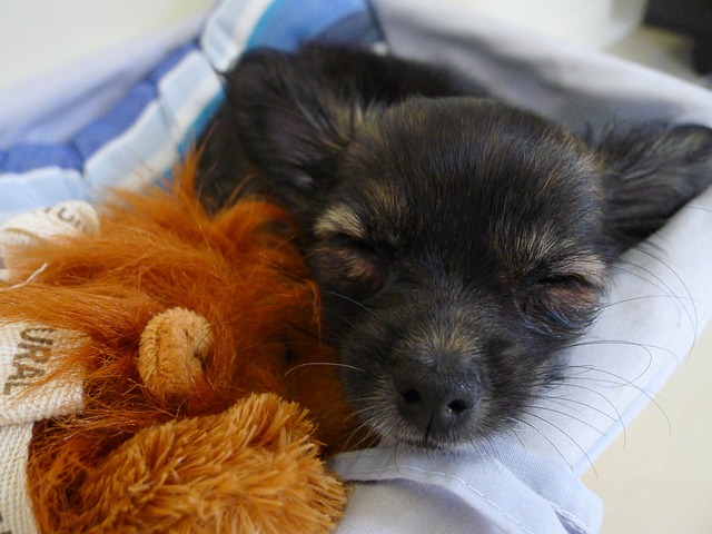 Salvati quattro cuccioli di cane