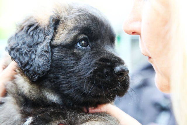 Abbandonare i cuccioli