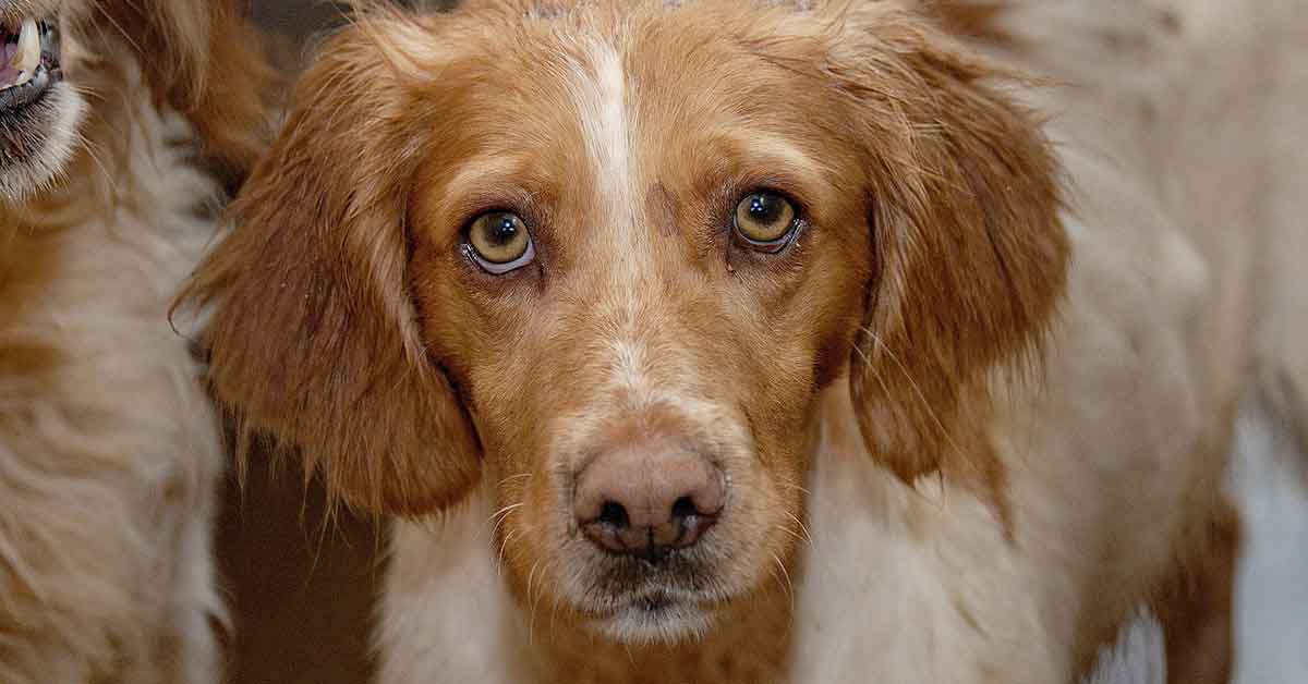 Cuccioli aspettano i proprietari