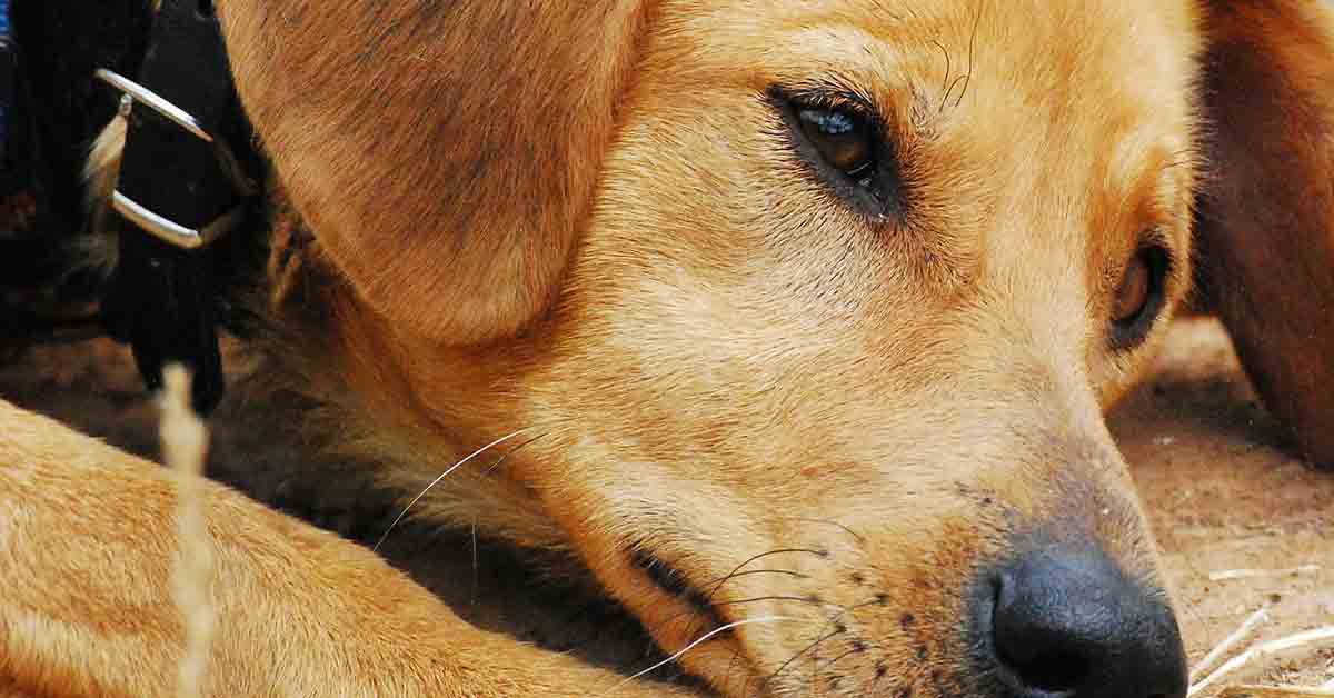 Cucciolo accompagna il proprietario