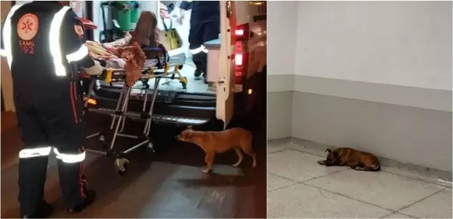 La cagnolina Belinha in ospedale