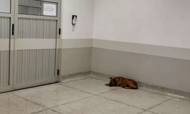 La cagnolina aspetta in pronto soccorso