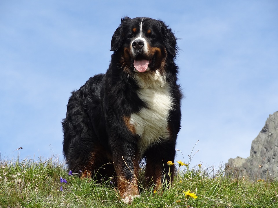 Il video del cucciolo di Bovaro del Bernese e una bimba