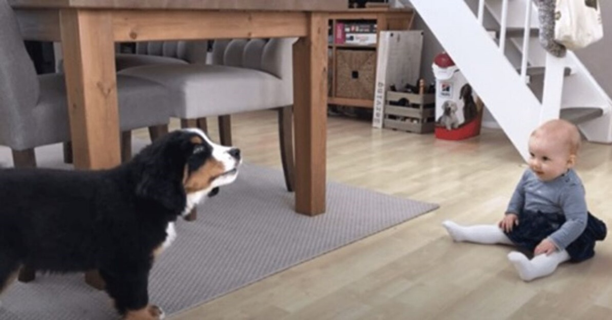 Il video del cucciolo di Bovaro del Bernese e una bimba
