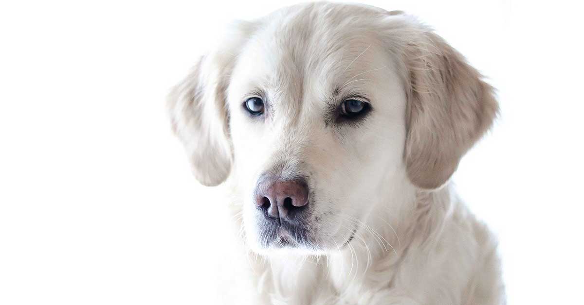 Cucciolo suona il clacson stanco di aspettare il padrone