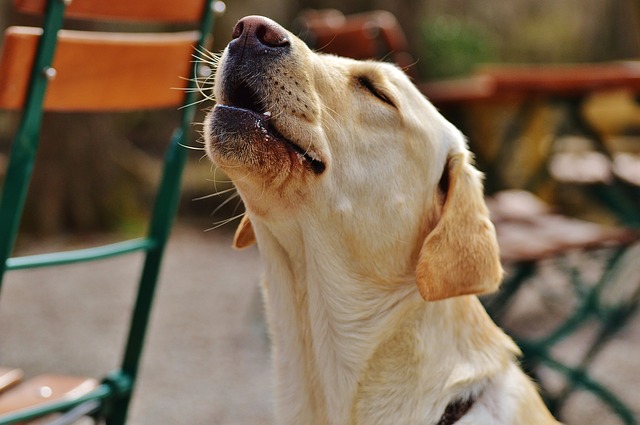 Cane richiama il padrone