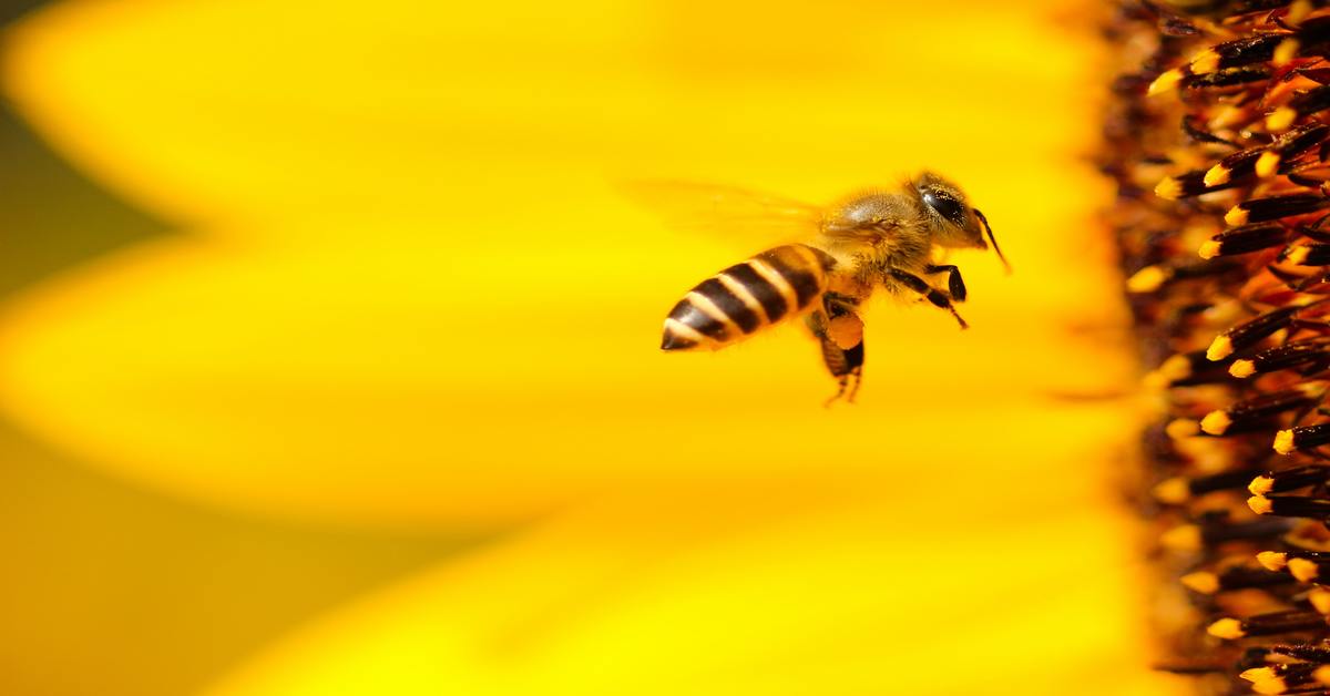 differenza-tra-api-e-vespe