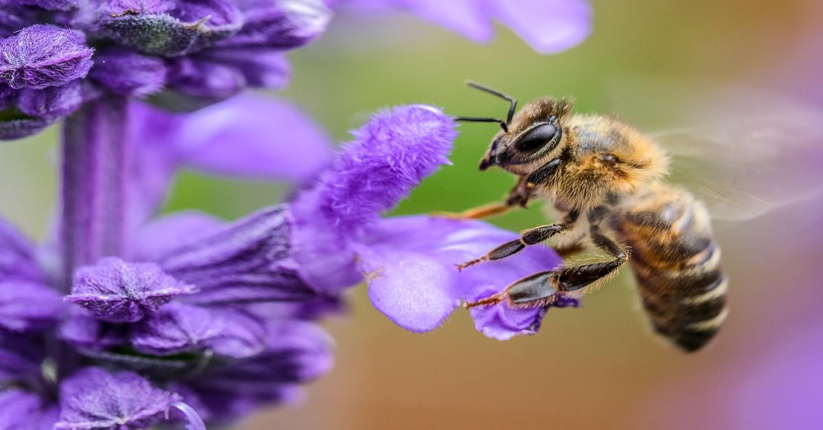 Differenza tra api e vespe: come riconoscerle e come comportarsi