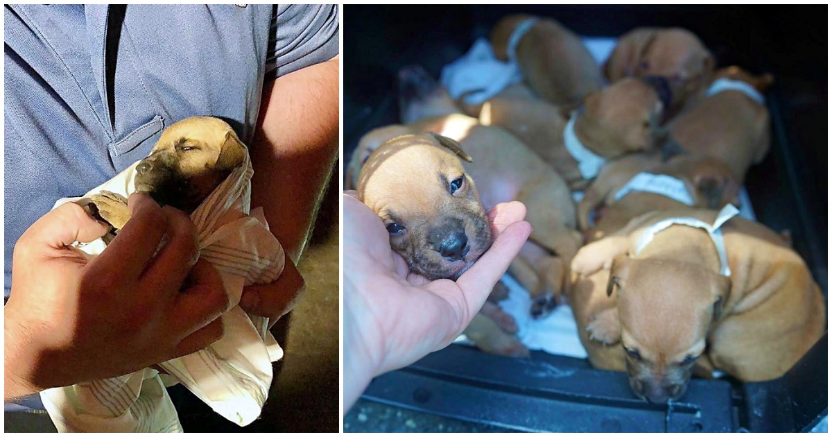 Volontari salvano dodici cuccioli