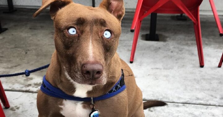Adotta cane cieco