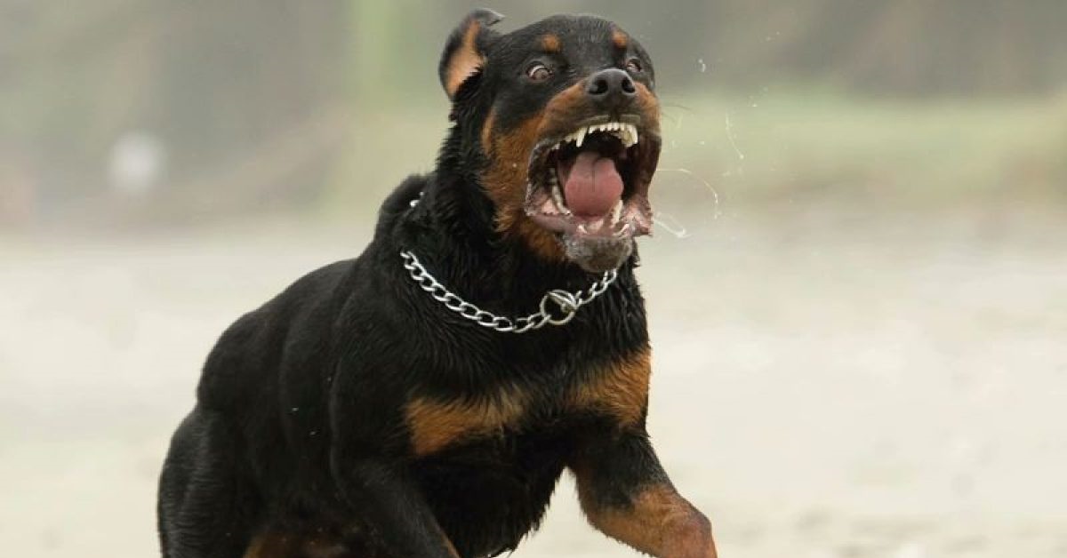 Due rottweiler