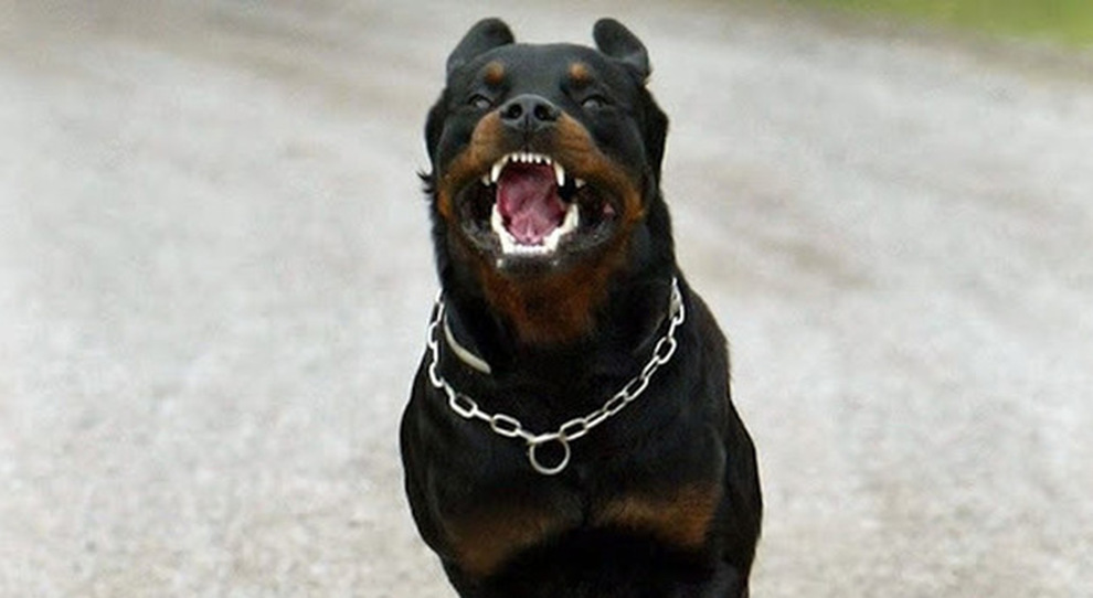 Due rottweiler