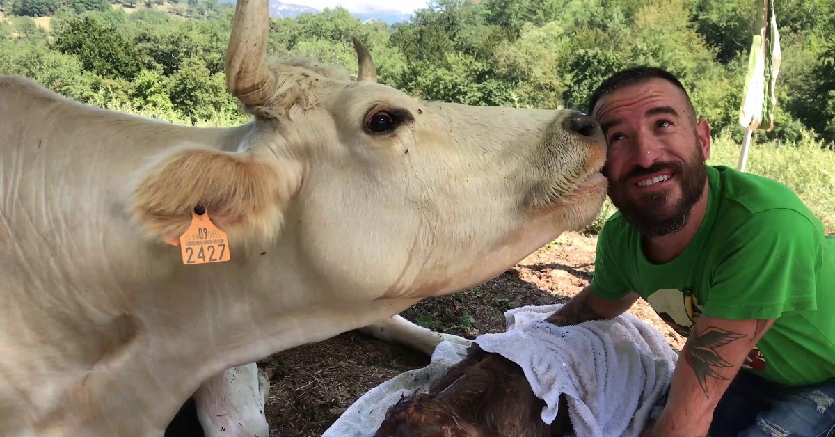 Il ringraziamento della mucca Freser per l’aiuto ricevuto durante il parto