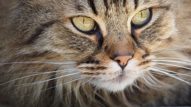 La tristezza della mamma gatto