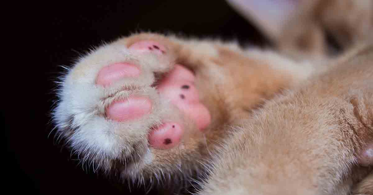 Gatto impasta il pane