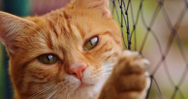 Gatto senza casa