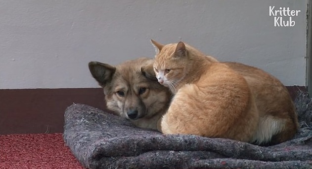 Cane aspetta i proprietari