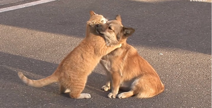 Gatto e cane si abbracciano