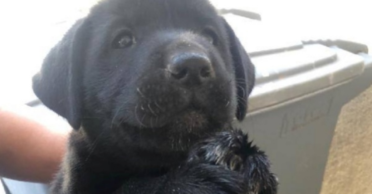 Harris, il cucciolo chiuso in una scatola e abbandonato sul ciglio della strada