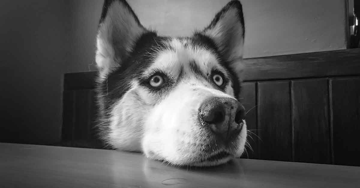 Husky piange per amore