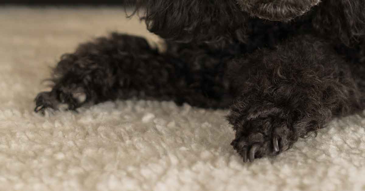 Il cane gioca con la luce