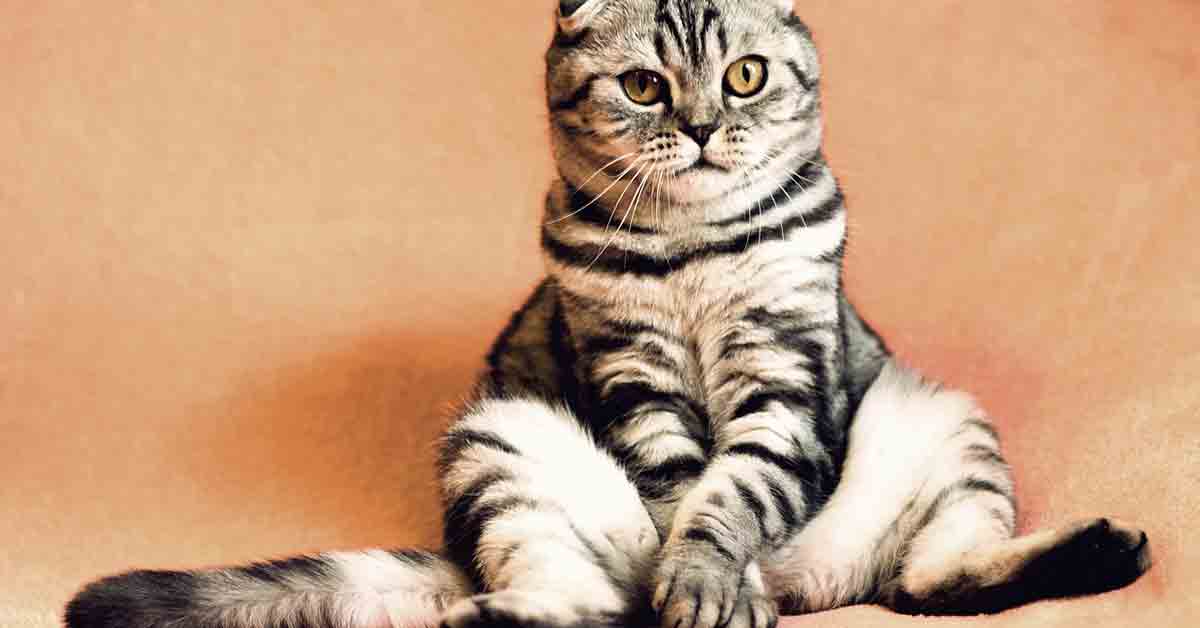 Il gatto si siede, ecco perché