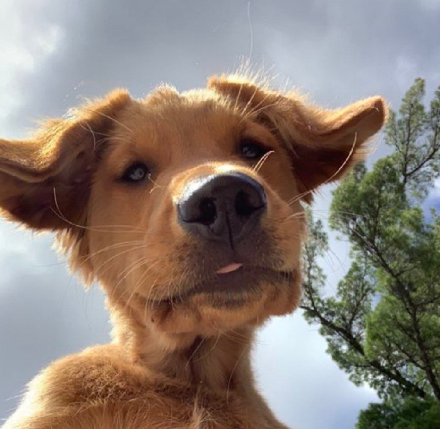 Buddy e il selfie