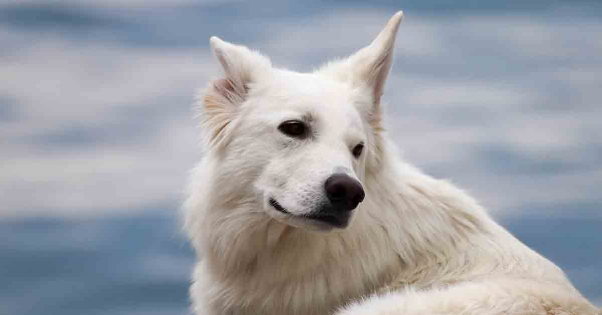 Il cane abbandonato in strada