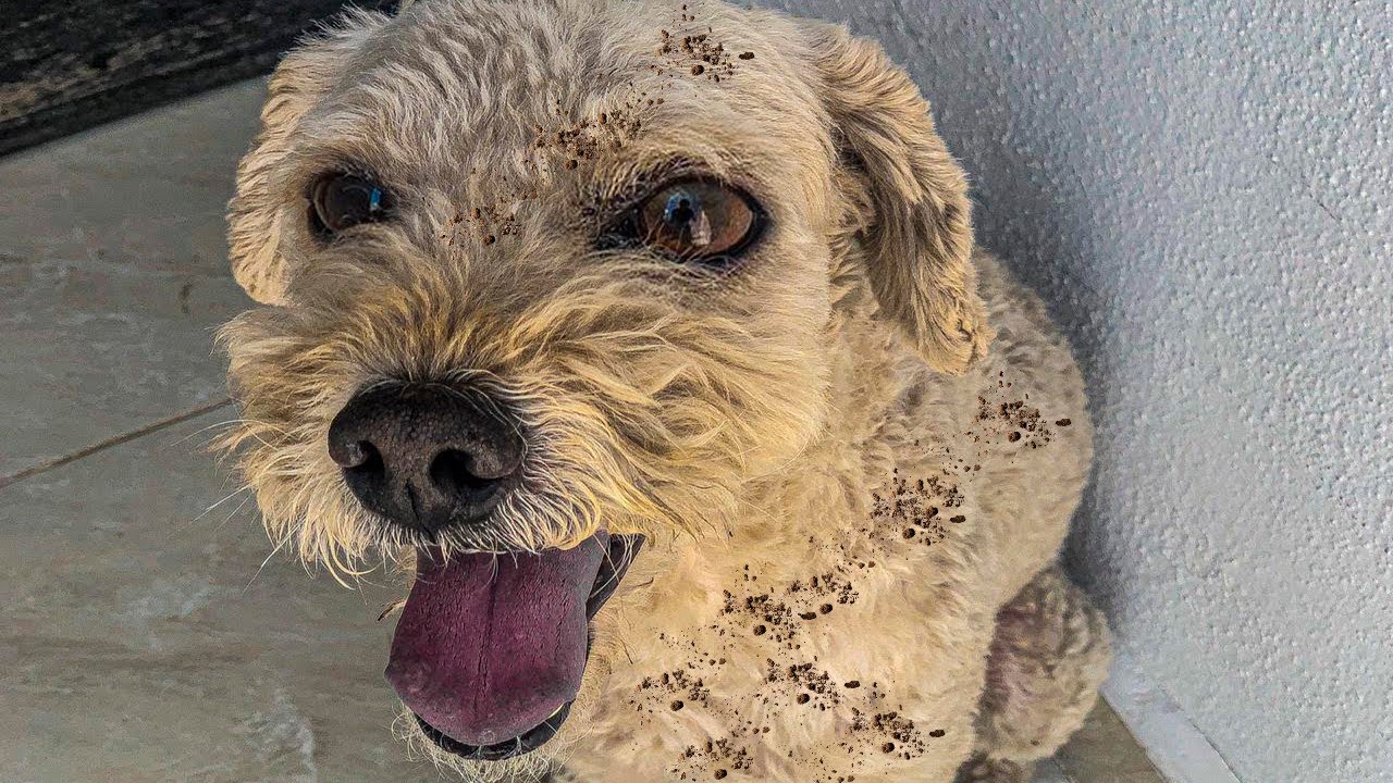 Influencer salva il cucciolo dalla strada