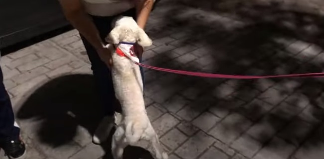 Il salvataggio di un cane di strada