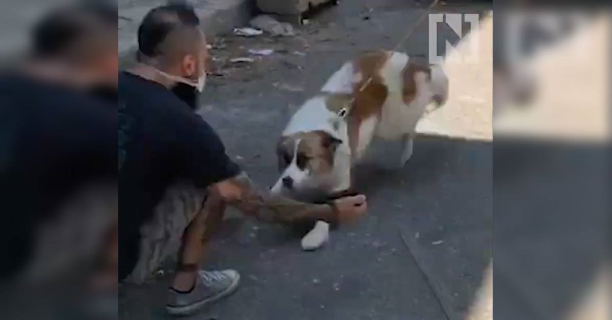 Libano: associazione animalista aiuta i cani dispersi dopo l’esplosione di Beirut