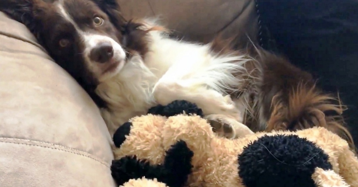 Perde il suo migliore amico e si consola con un peluche: il dolce video di Junior