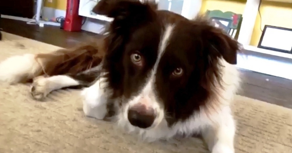 Il video di Junior