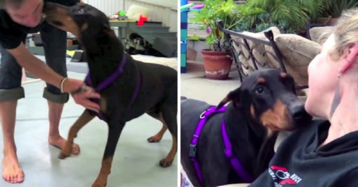 La lunga guarigione di Kenny, il doberman in gravi condizioni
