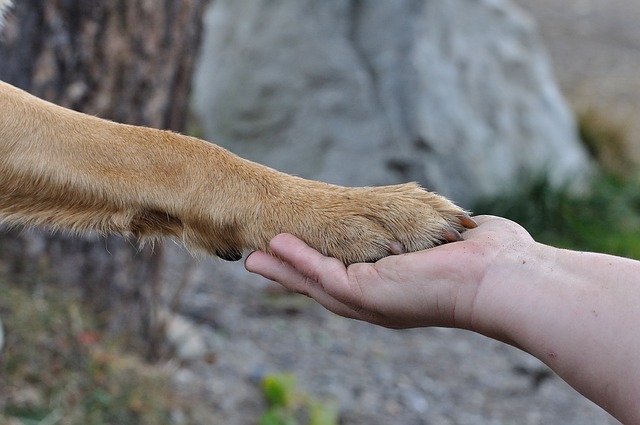 Man's hand and dog paw