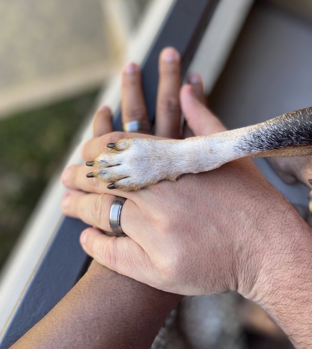 La zampa di Scooter e le mani degli sposi