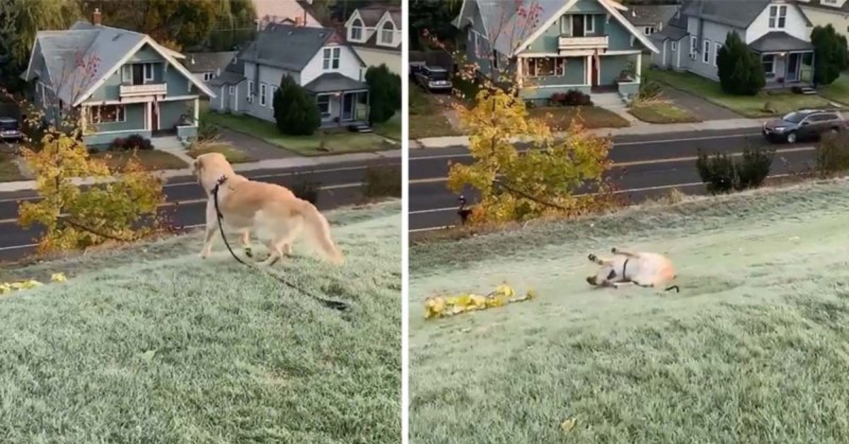 Leny, il golden retriever che ama scivolare giù per le colline