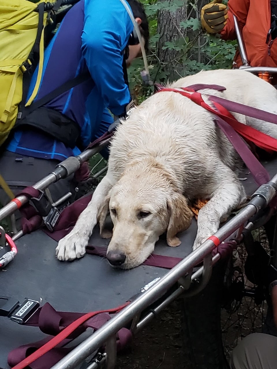 Leo e il colpo di calore