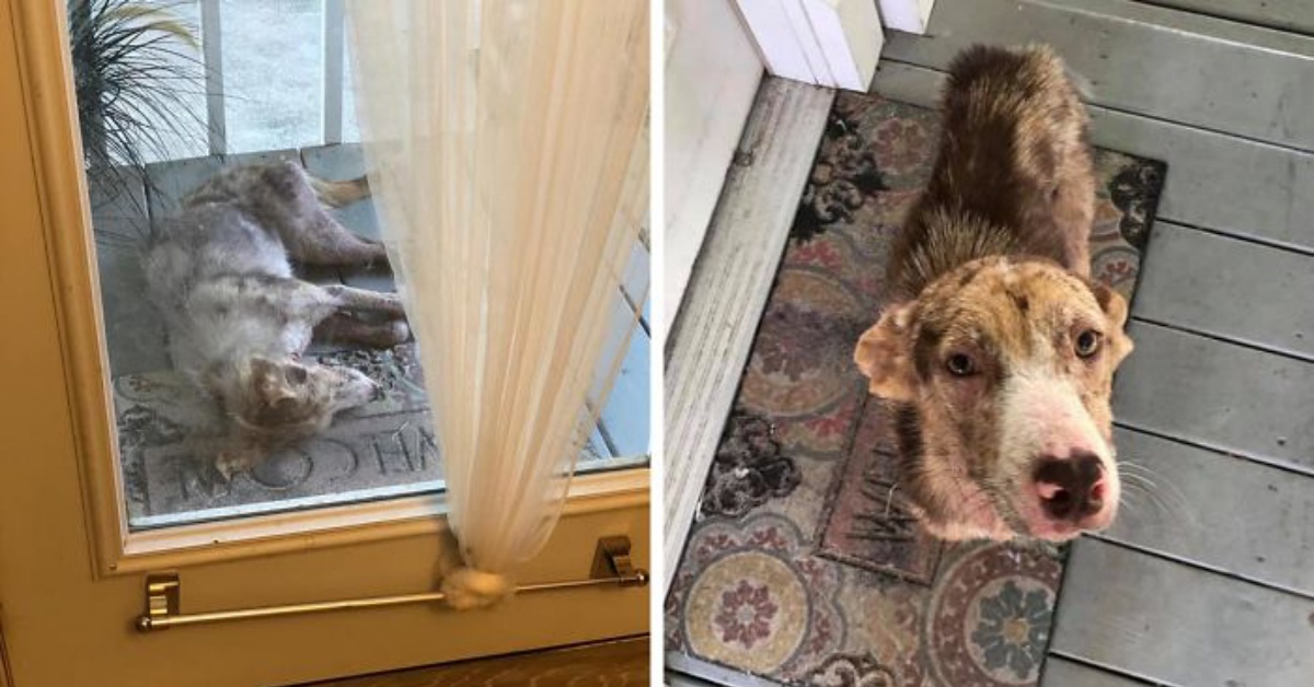 Lila il cane che si è rifugiata nel portico di un’abitazione: non voleva andare via