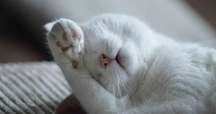 Eutanasia per il gatto