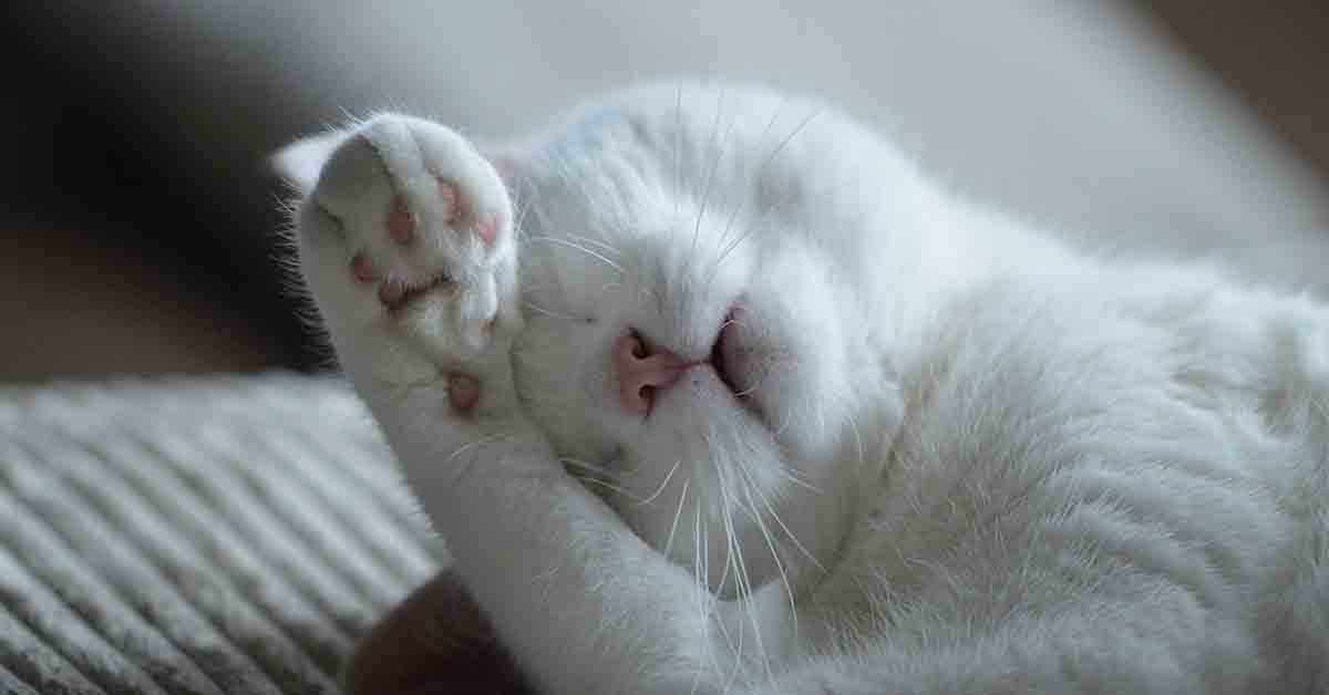 Eutanasia per il gatto