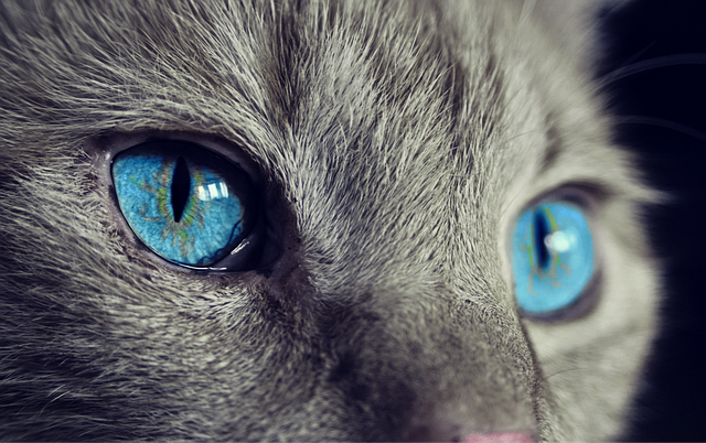 Vivere con un gatto in casa